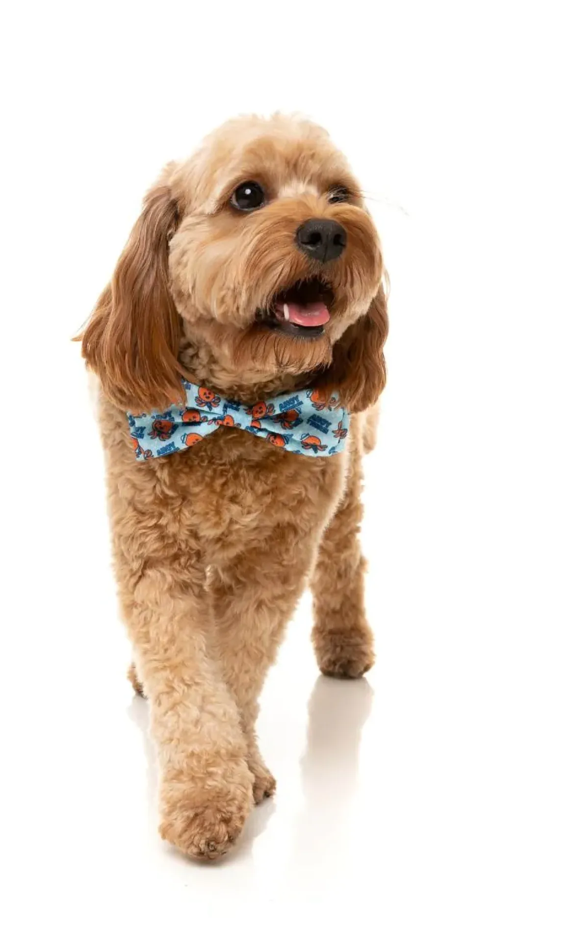 Ahoy There! - Bowtie