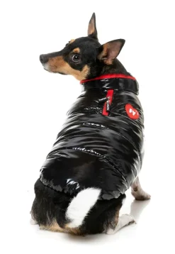 Amor Puffer Jacket - Black