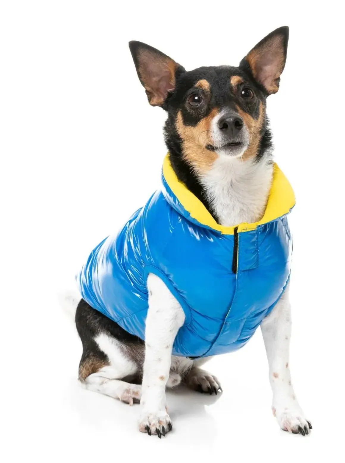 Amor Puffer Jacket - Cobalt Blue