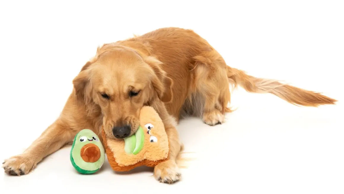 Avocado & Toast 2PK - Dog Toy