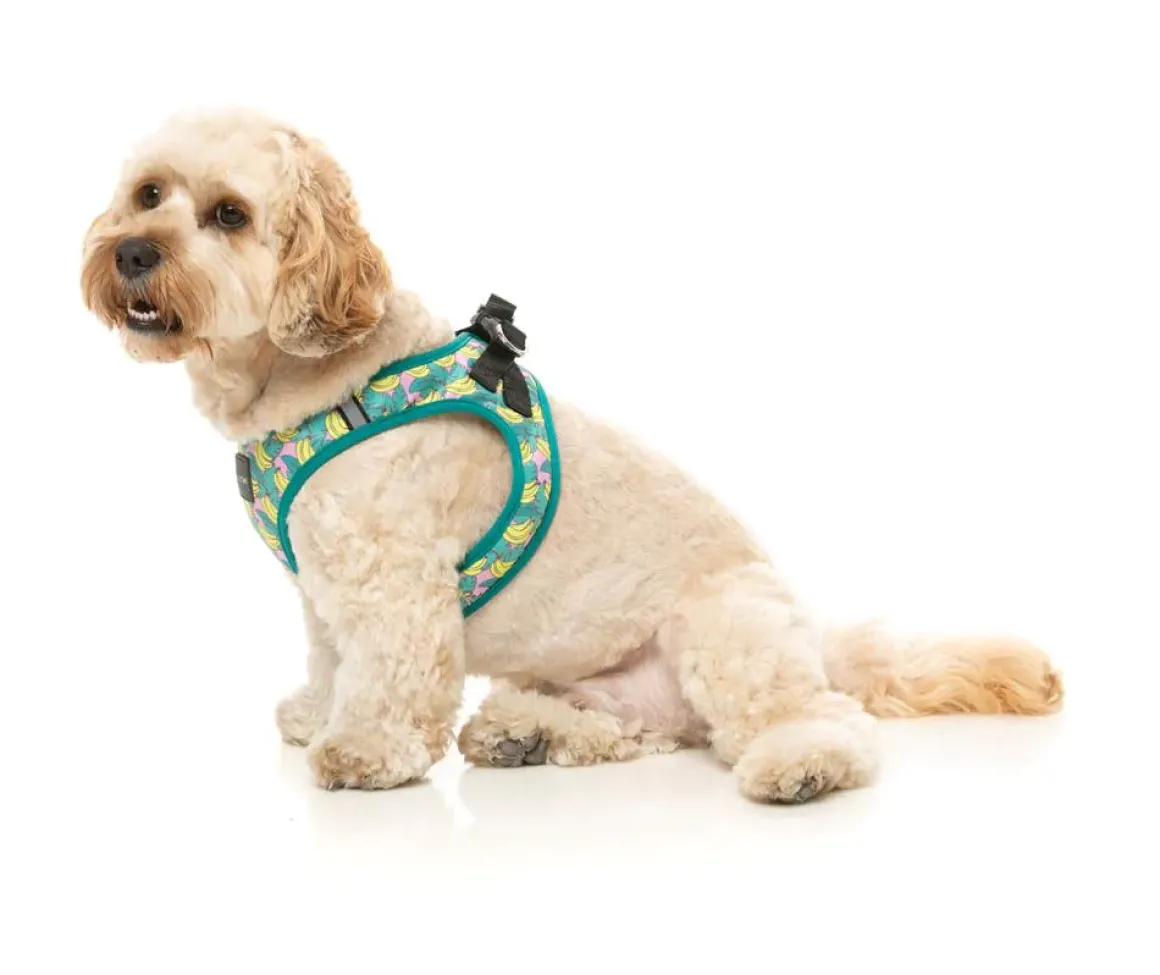 Bananarama - Step In Harness