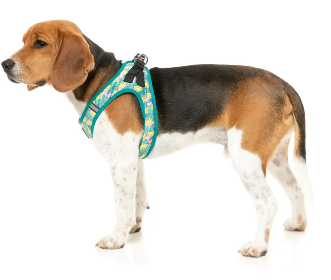 Bananarama - Step In Harness