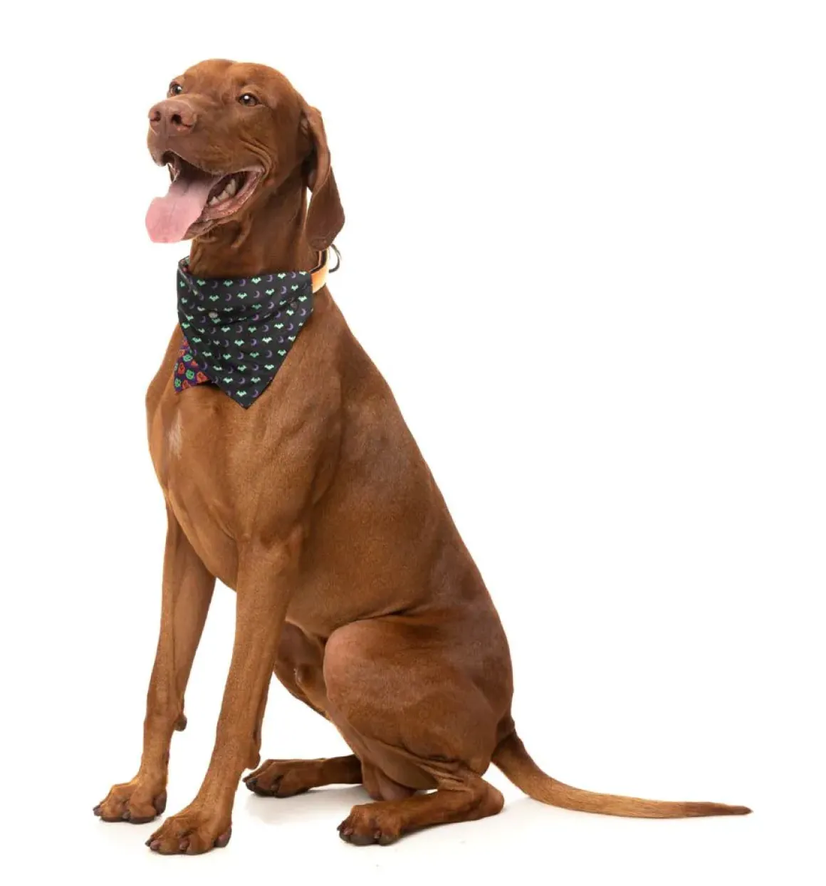 Be My Ghoul - Bandana