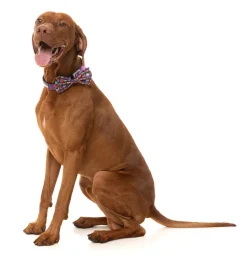 Be My Ghoul - Bowtie