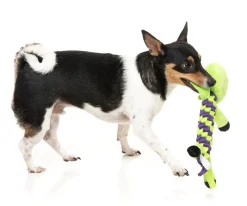 Bone Affleck - Dog Toy