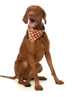 Boogie Nights - Bandana