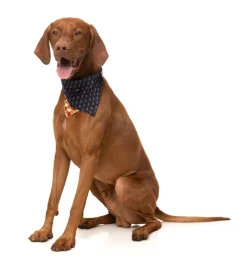 Boogie Nights - Bandana