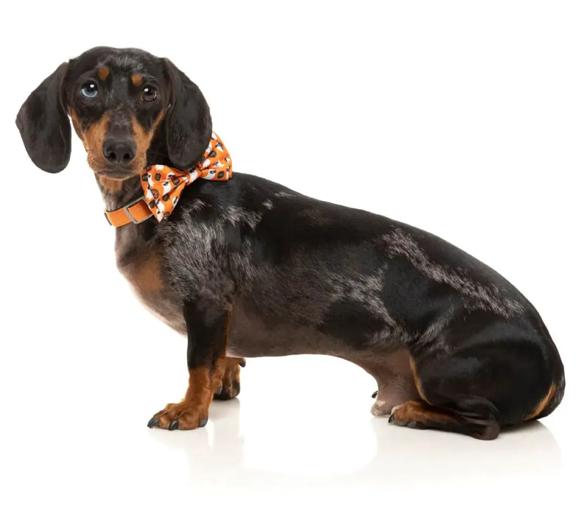 Boogie Nights - Bowtie