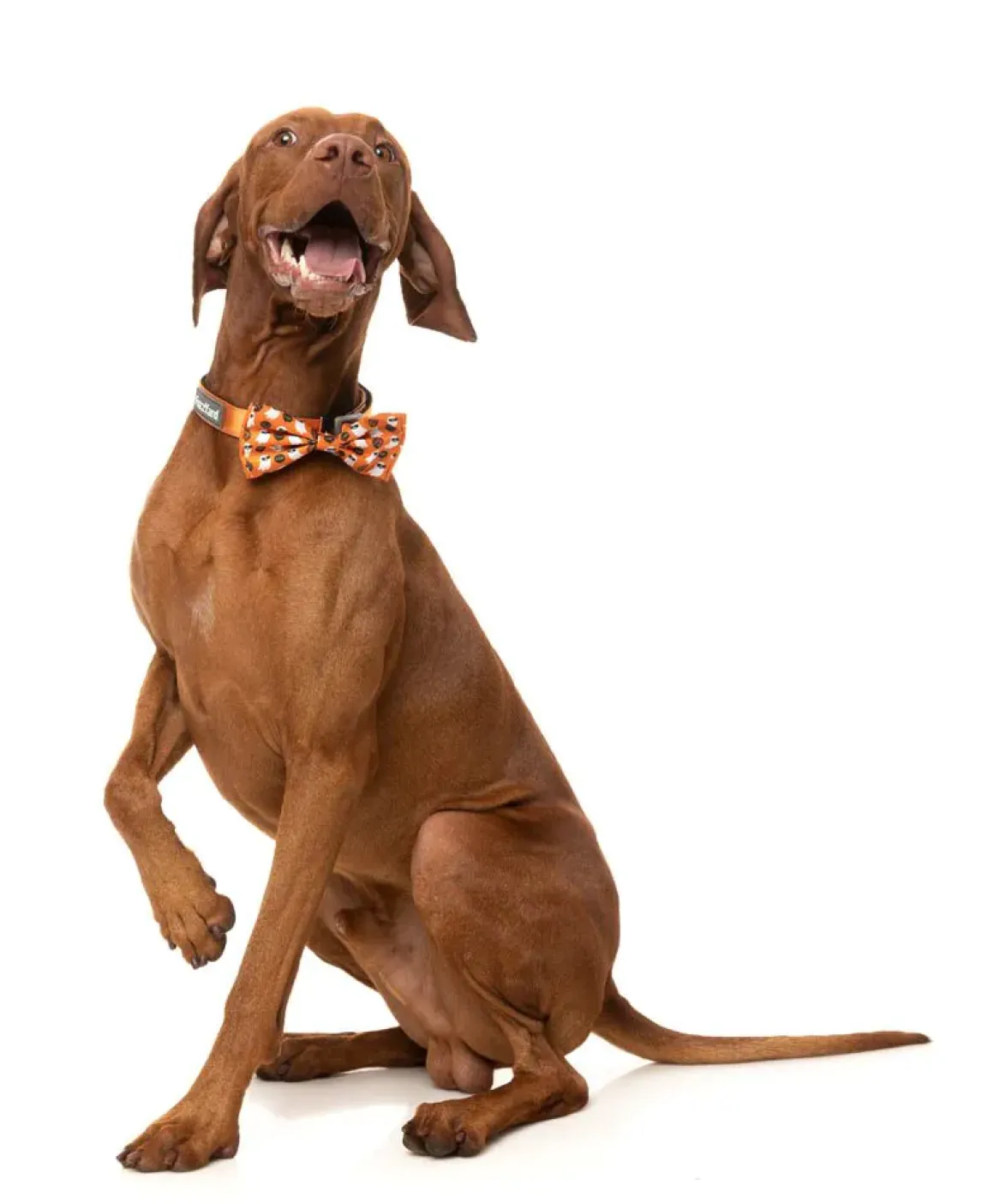 Boogie Nights - Bowtie