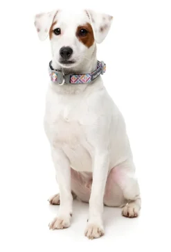 Bubblegum Burst - Dog Collar