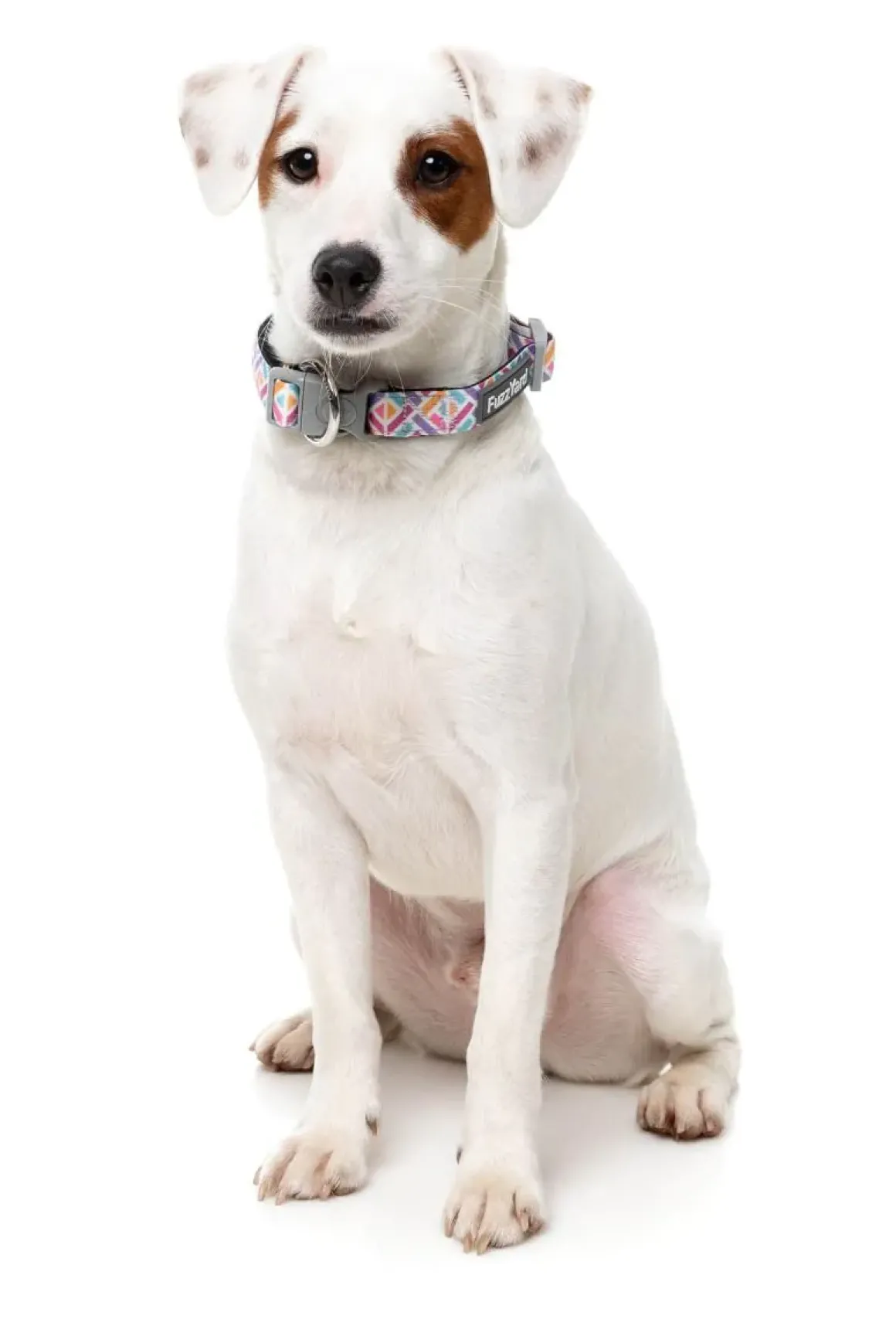 Bubblegum Burst - Dog Collar