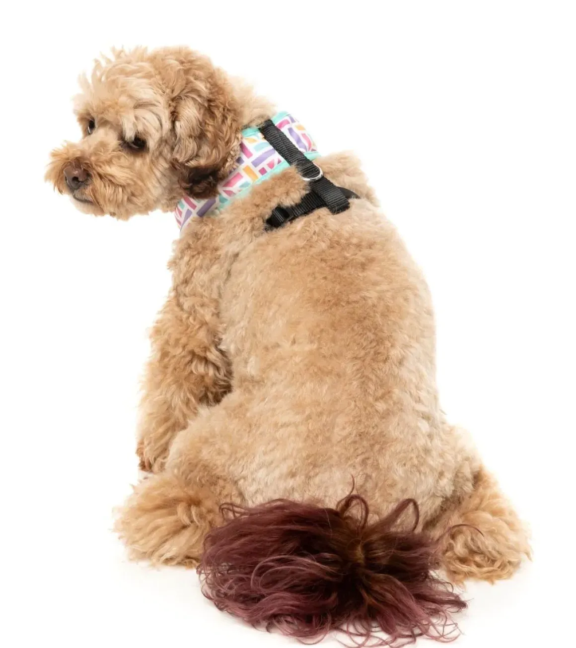 Bubblegum Burst - Dog Harness