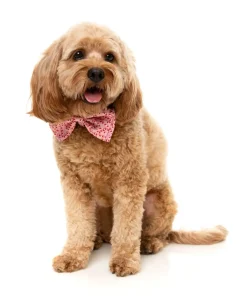 Candy Cane Pink Bowtie