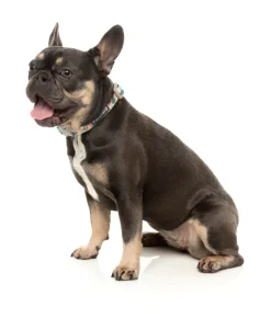 Carioca - Dog Collar