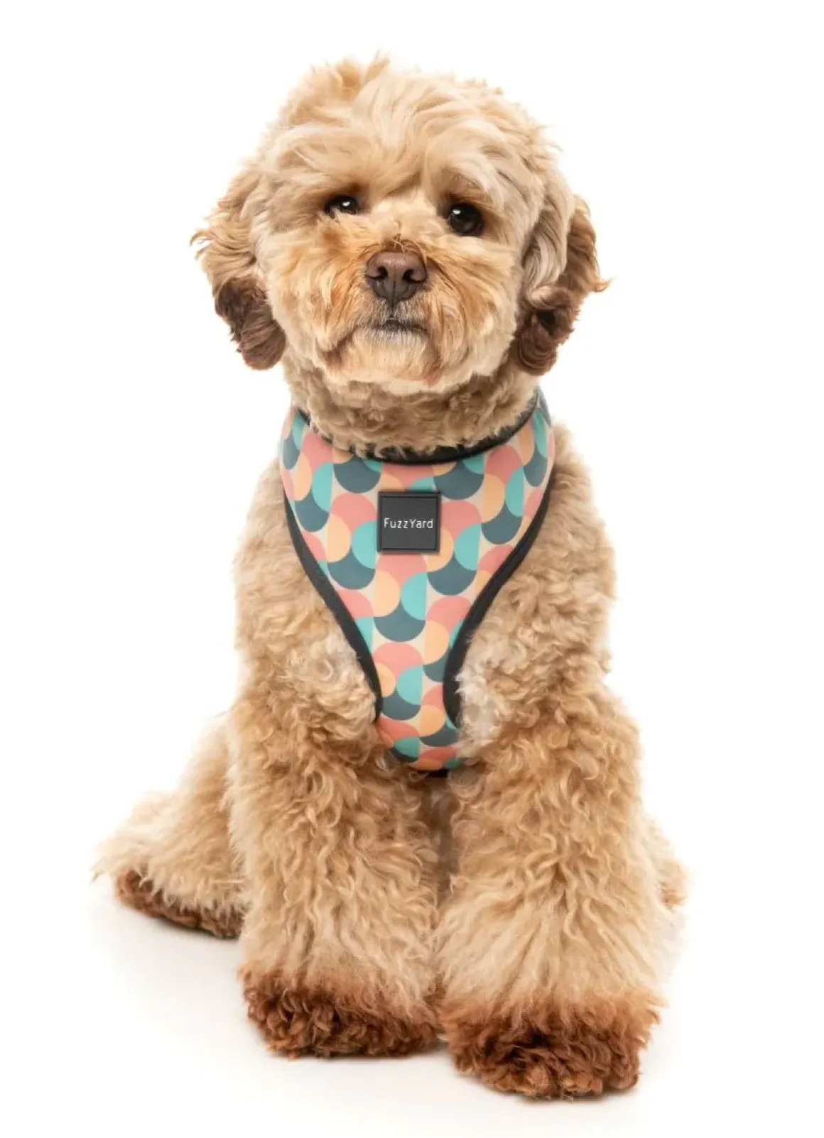Carioca - Dog Harness