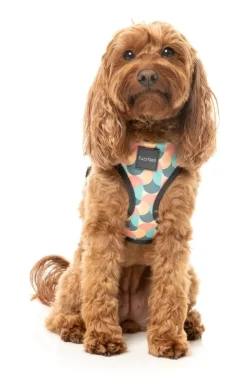 Carioca - Dog Harness