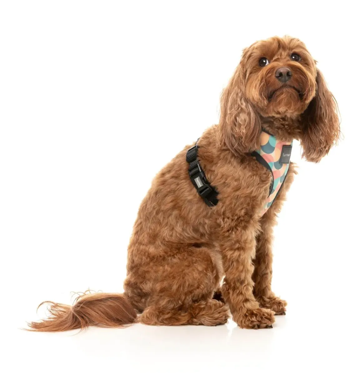 Carioca - Dog Harness