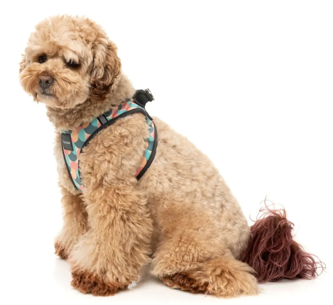 Carioca - Dog Step In Harness