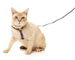 Caturday Night Fever - Cat Walking Set