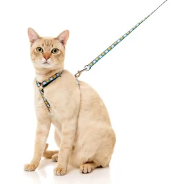 Cheesy Hearts - Cat Walking Set