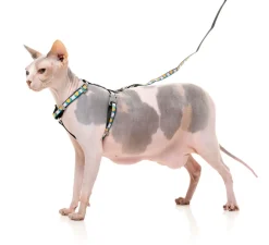 Cheesy Hearts - Cat Walking Set