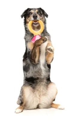 Diamond In The Ruff Ring - Dog Toy