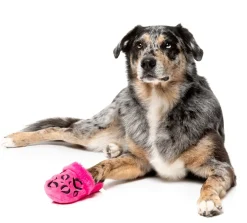 Dog Toy - Angel Slipper