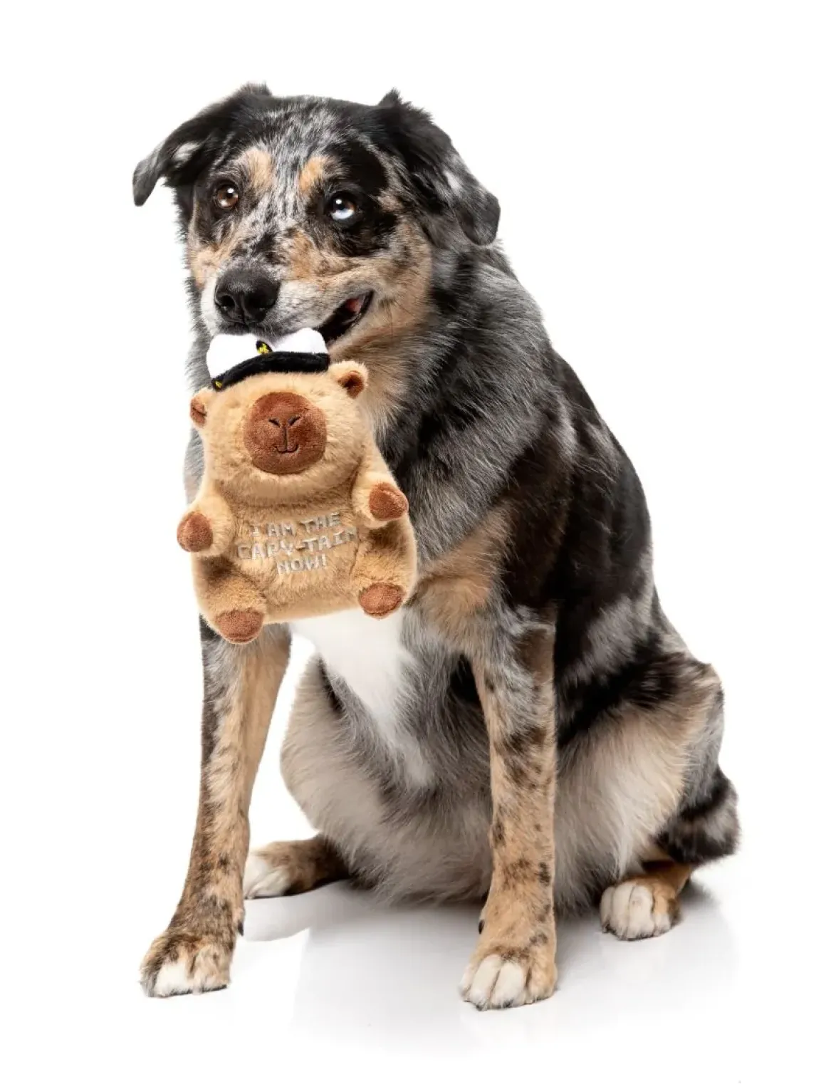 Dog Toy - Capy-tain