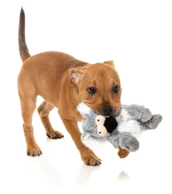 Dog Toy - Flat Out Nasties - Kana the Koala