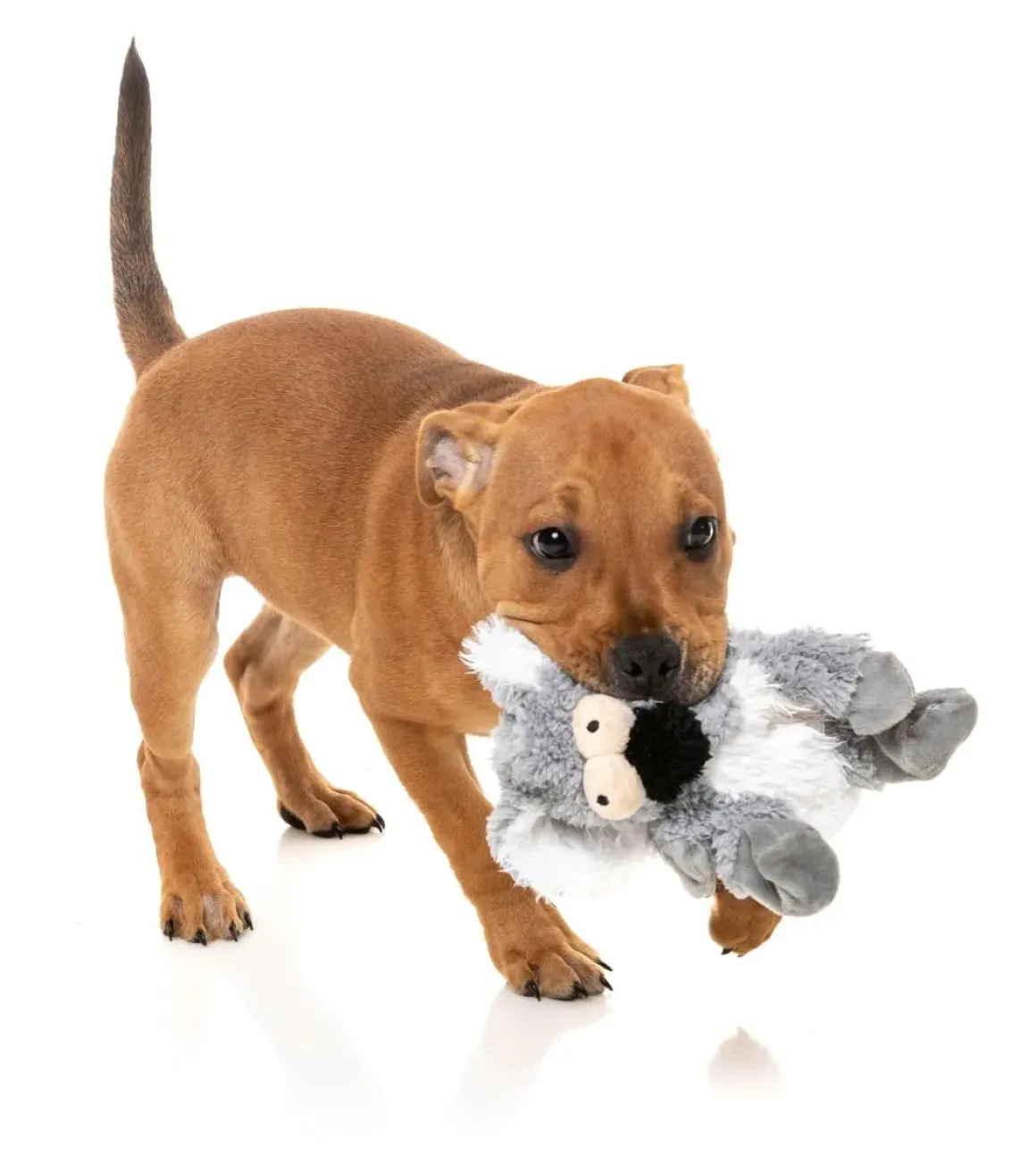 Dog Toy - Flat Out Nasties - Kana the Koala