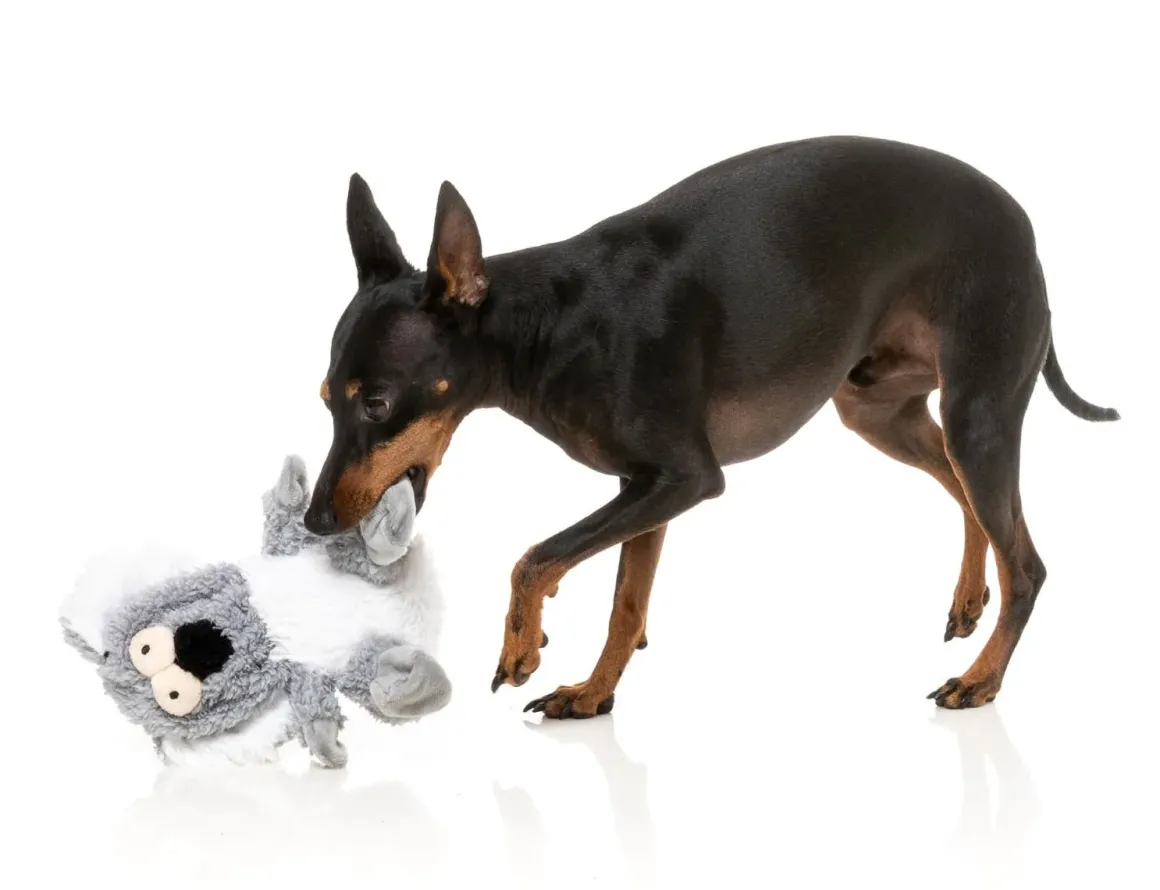 Dog Toy - Flat Out Nasties - Kana the Koala