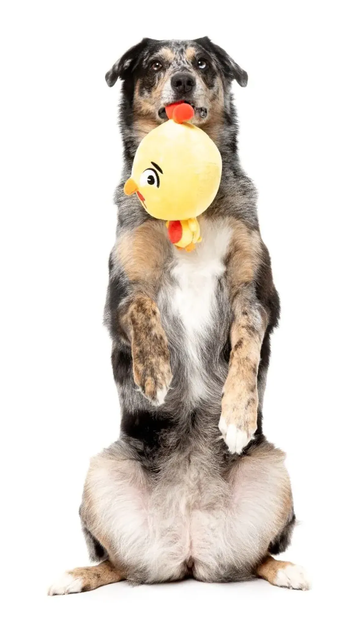 Dog Toy - Hen Diesel