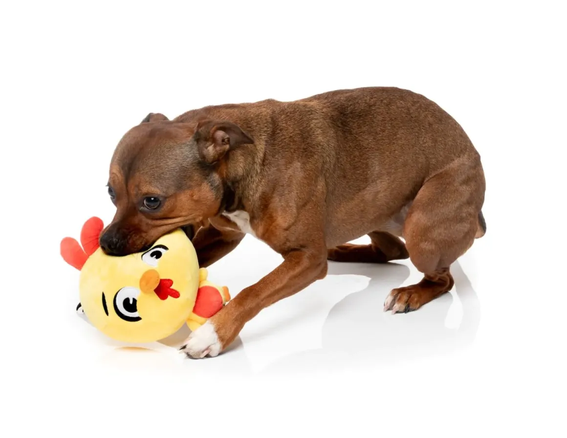 Dog Toy - Hen Diesel