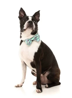 Dreamtime Koala - Bowtie