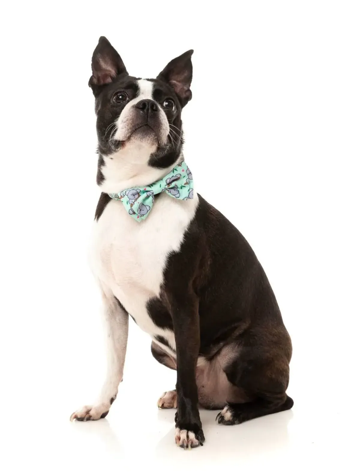 Dreamtime Koala - Bowtie