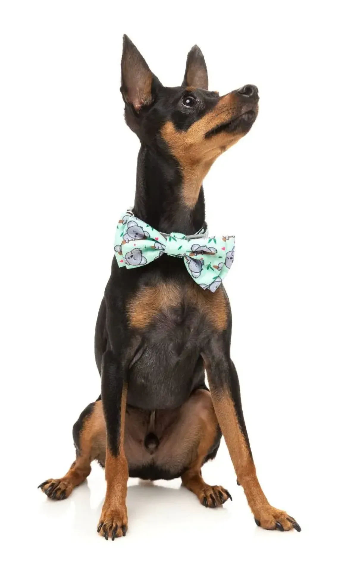 Dreamtime Koala - Bowtie