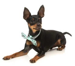 Dreamtime Koala - Bowtie