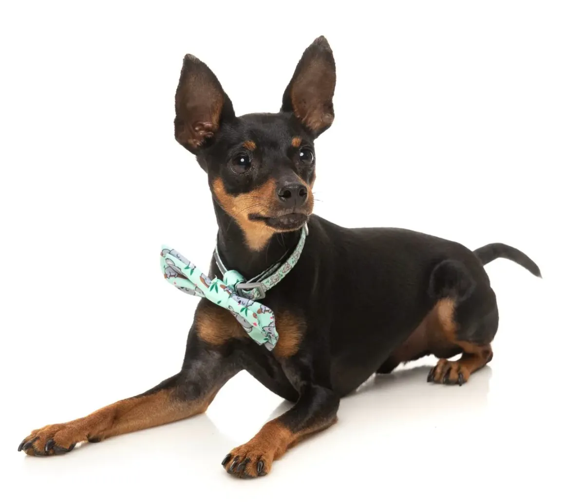 Dreamtime Koala - Bowtie