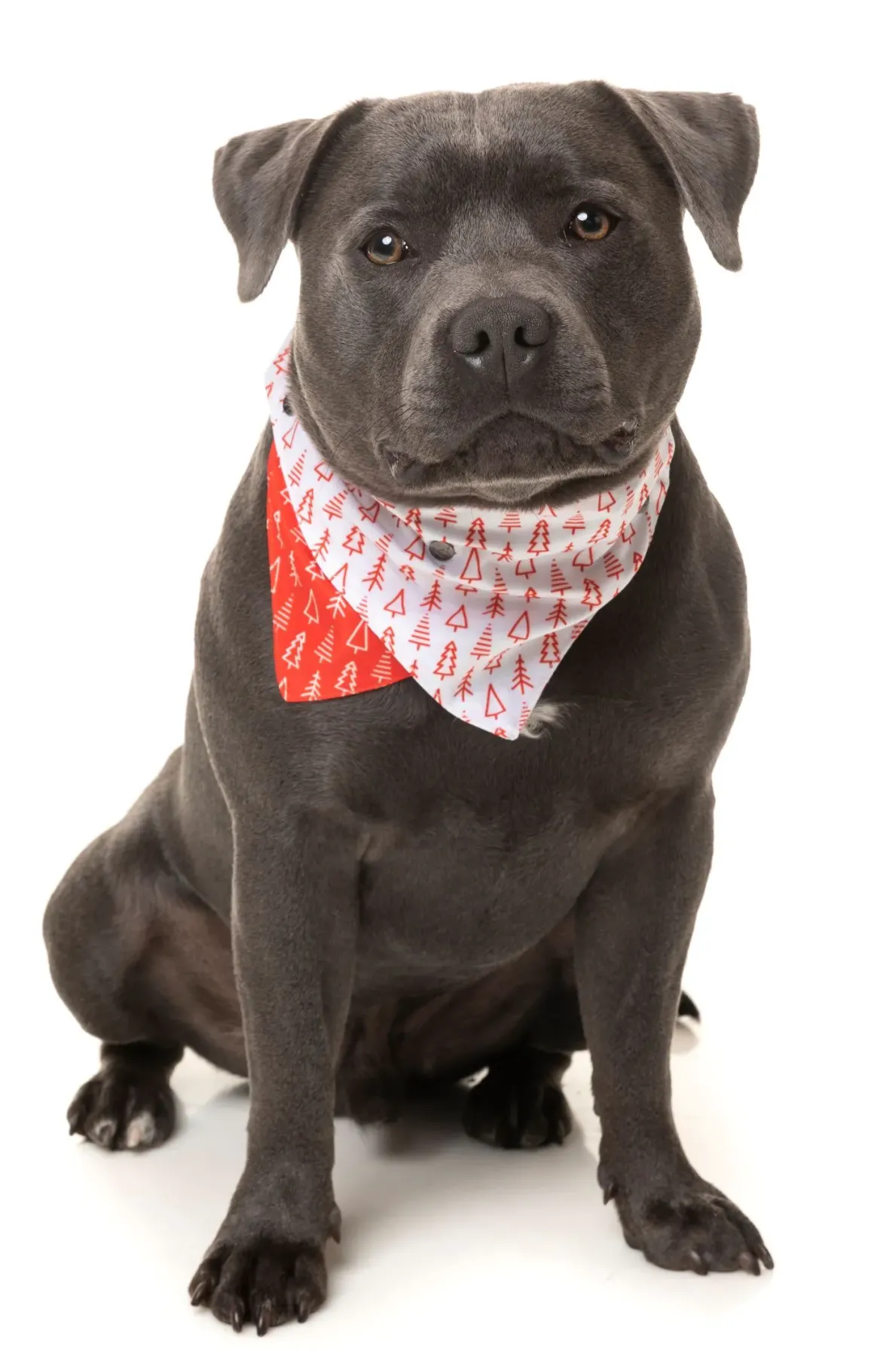 Festive Trees Bandana