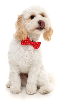 Festive Trees Bowtie