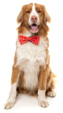 Festive Trees Bowtie