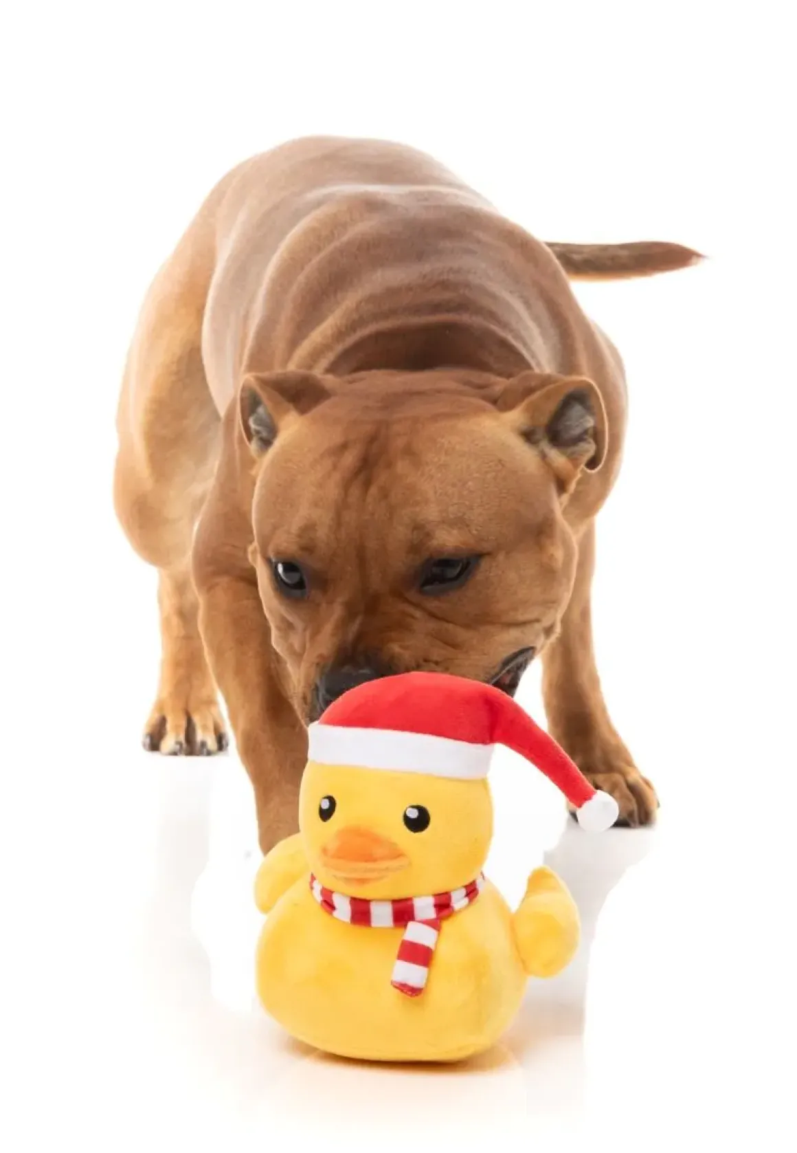 Festive Waddles - Dog Toy