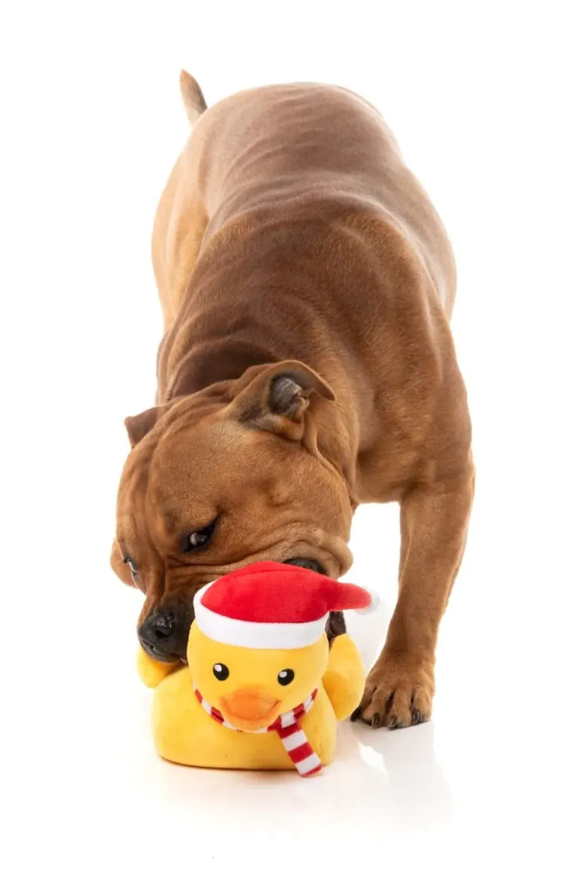 Festive Waddles - Dog Toy