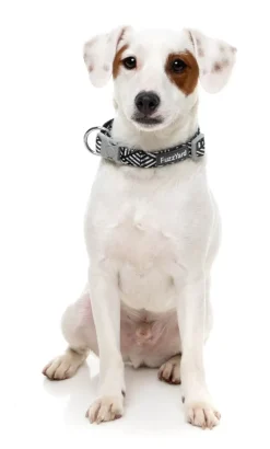 Fitzroy - Dog Collar