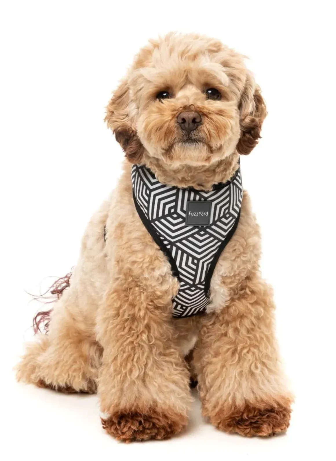 Fitzroy - Dog Harness