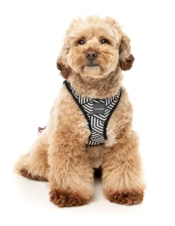 Fitzroy - Dog Step In Harness