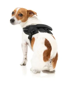 Flash Harness - Blackout