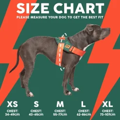 Flash Harness - Blackout