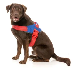 Flash Harness - Patriot