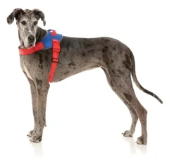 Flash Harness - Patriot